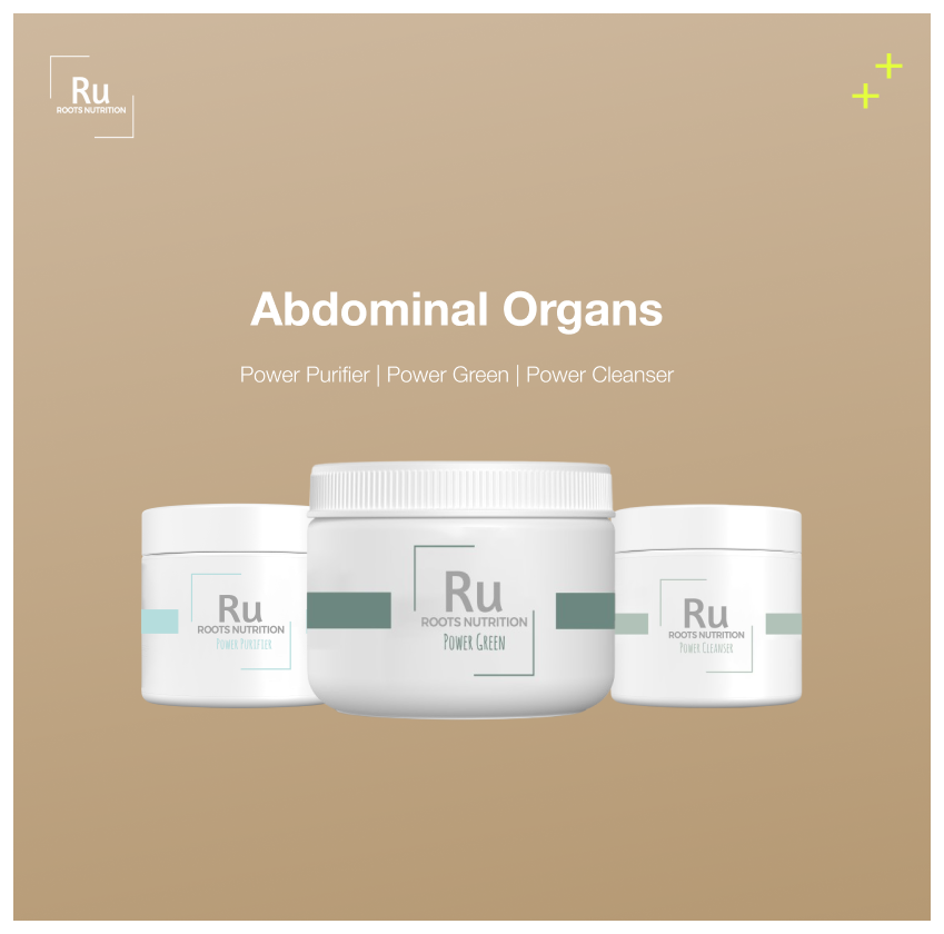 Abdominal Organs
