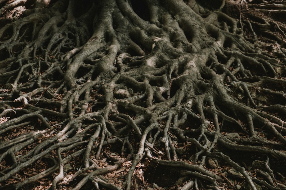 Root Cause vs. Symptom: A Simple Framework for Thinking About Wellness