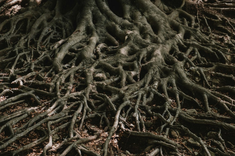 Root Cause vs. Symptom: A Simple Framework for Thinking About Wellness