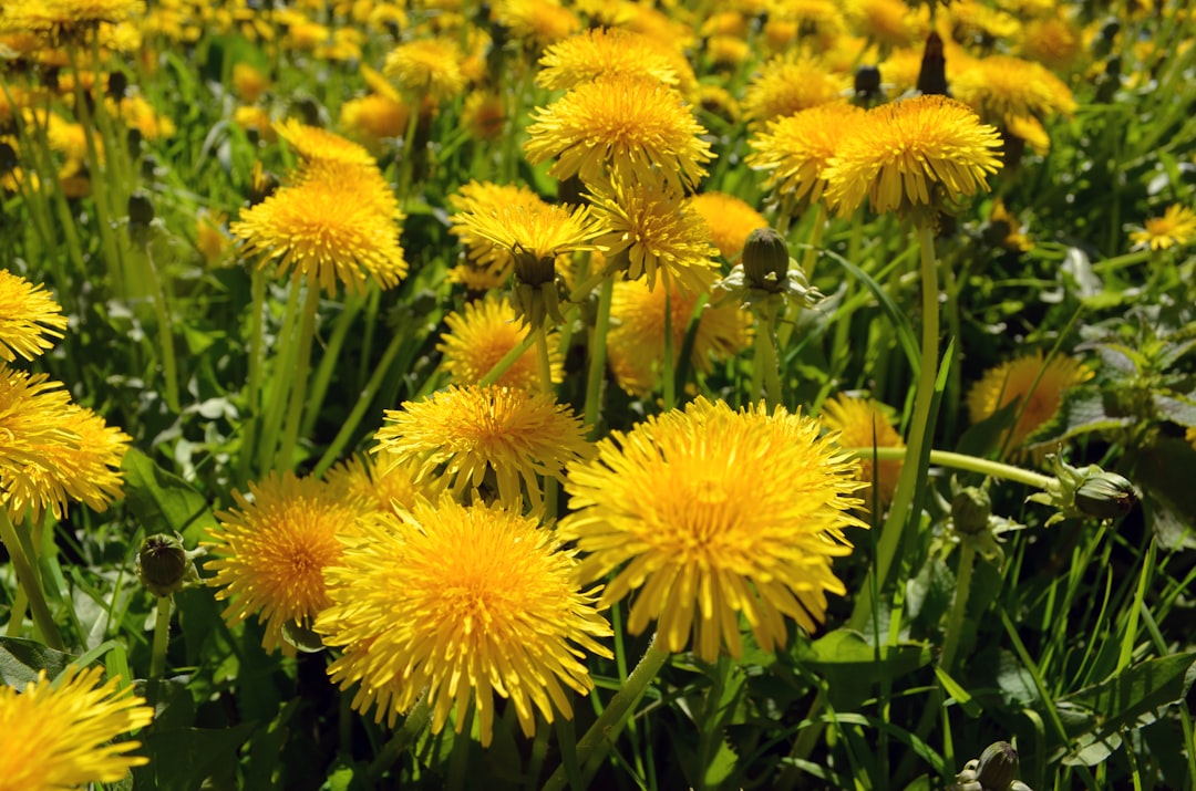 Dandelion Root Benefits: The Underrated Herb for Liver, Gut, and Skin