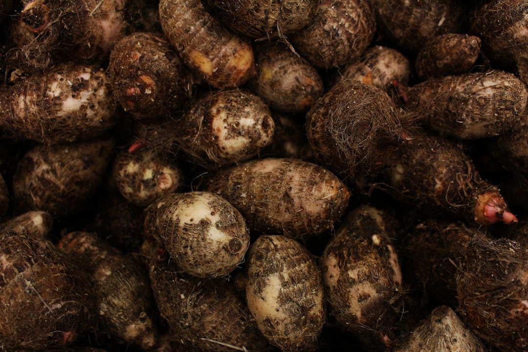 Burdock Root: The Traditional Blood Cleanser Worth Knowing About