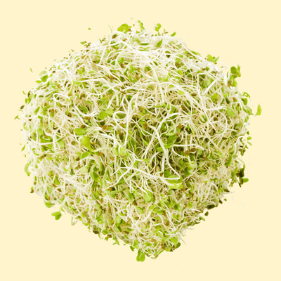 Alfalfa