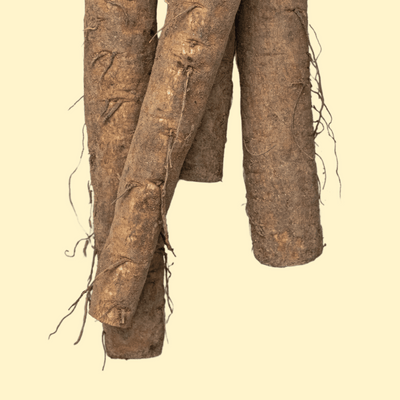 Burdock Root