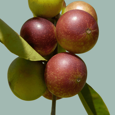 Camu Camu