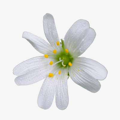 Chickweed