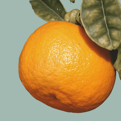 Citrus Aurantium