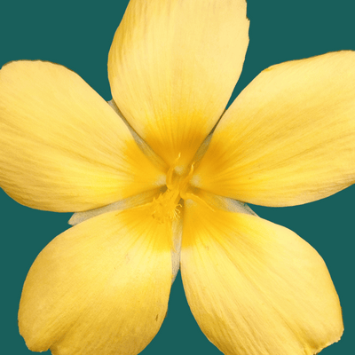 Damiana