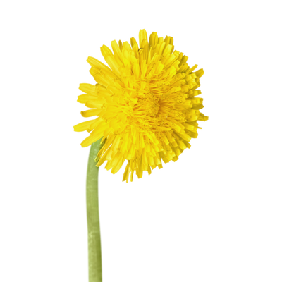 Dandelion Root