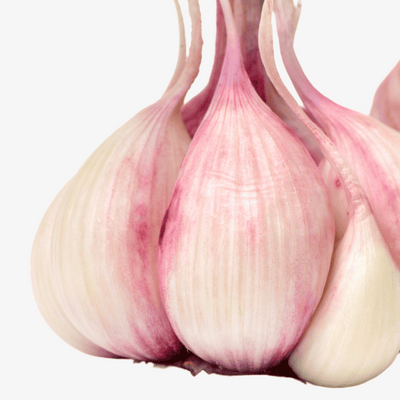 Garlic