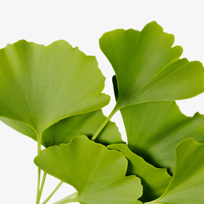 Ginkgo Biloba