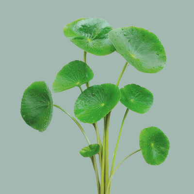 Gotu Kola