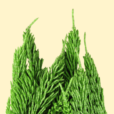 Horsetail