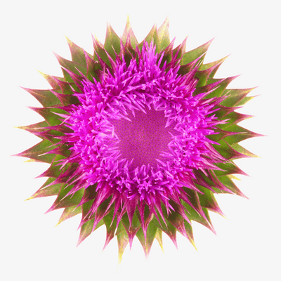 Milk Thistle