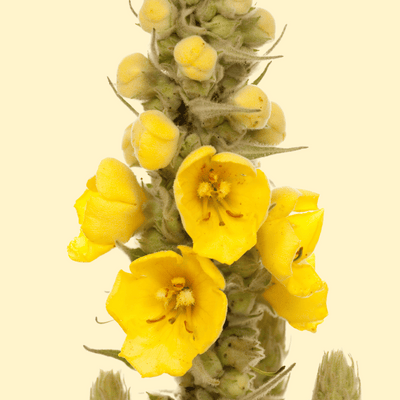 Mullein