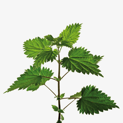 Nettles
