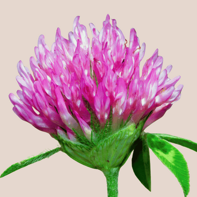 Red Clover