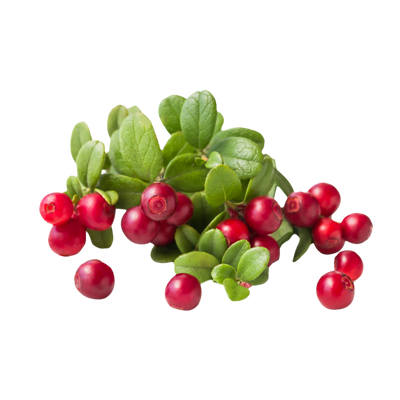 Uva Ursi