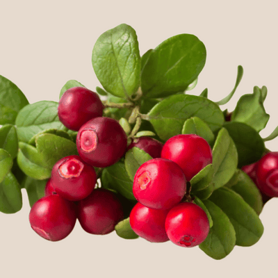 Uva Ursi