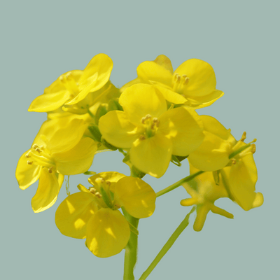 Grapeseed